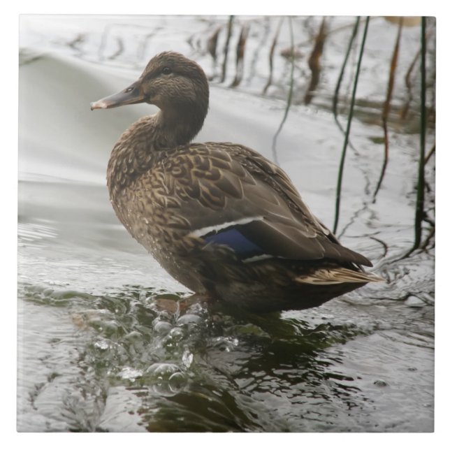Carreau Canard gris sur la nuit du lac (Devant)