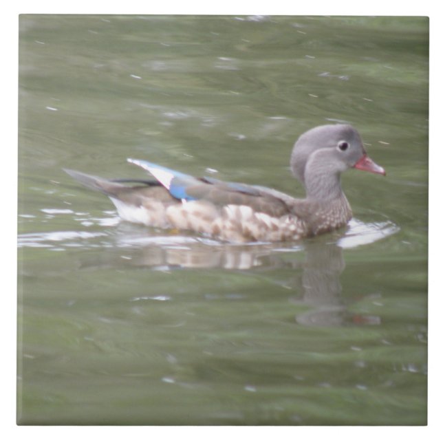 Carreau Canard sur le lac Carrelé (Devant)