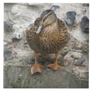 Carreau Canard sur une dalle murale