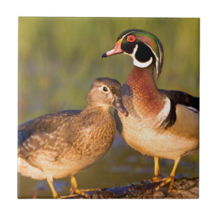 Carreau Canards branchus et femelle sur une bûche dans une