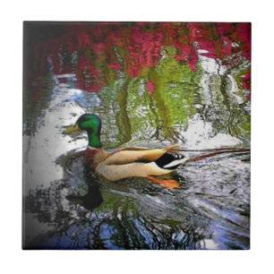 Carreau Canards du sud