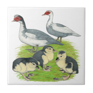 Carreau Canards Famille de Muscovy Pied Bleu