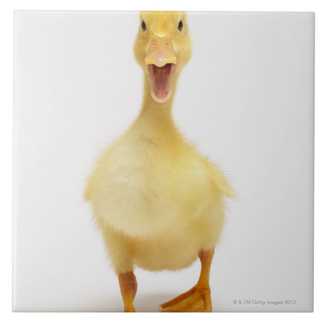 Carreau Caneton (Devant)