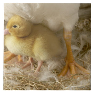 Carreau Caneton entre les jambes de la mère