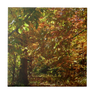 Carreau Canopée des Feuilles d'automne II Photographie d'a