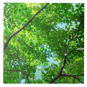 Carreau Canopée verte, Branches feuillues avec ciel bleu