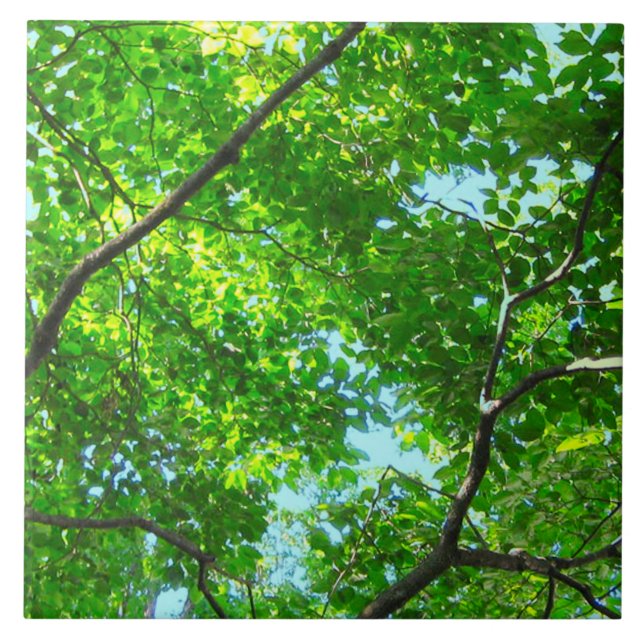 Carreau Canopée verte, Branches feuillues avec ciel bleu (Devant)