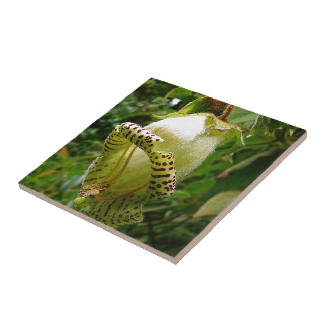 Carreau Capanea Grandiflora (Côté)