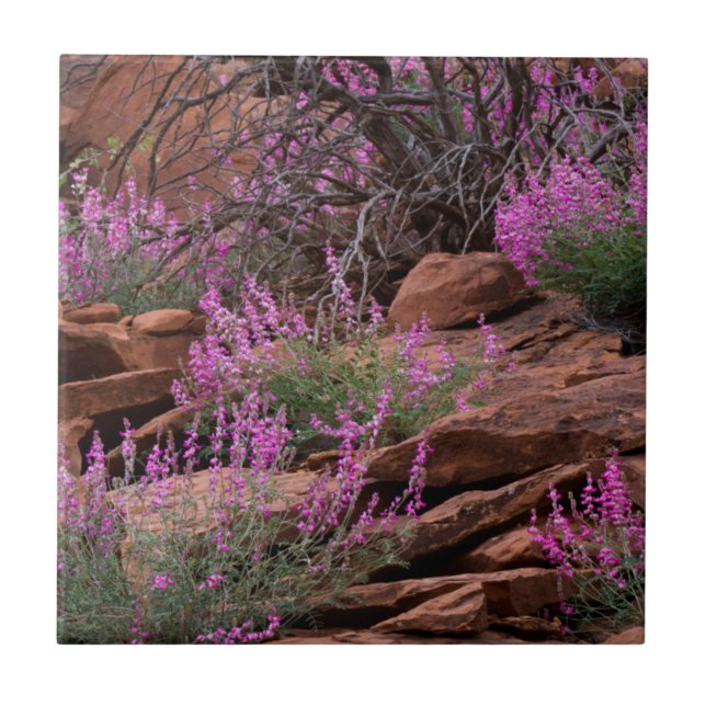 Carreau Capitol Reef National Park, Utah, États-Unis (Devant)