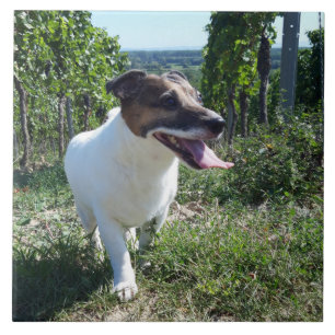 Carreau Capo von Oppenheim Jack Russell Terrier, Chien