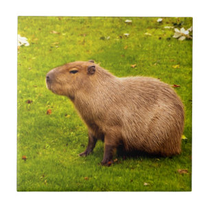 Carreau Capybara