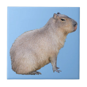 Carreau Capybara