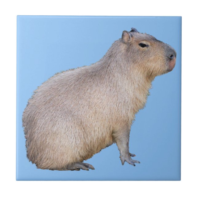Carreau Capybara (Devant)