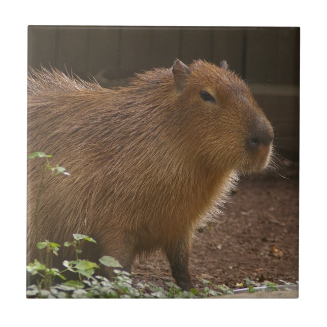 Carreau Capybara (Devant)