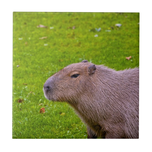 Carreau Capybara Animal Incroyable (Devant)