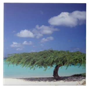 Carreau Caraïbes, Aruba. Plage Eagle