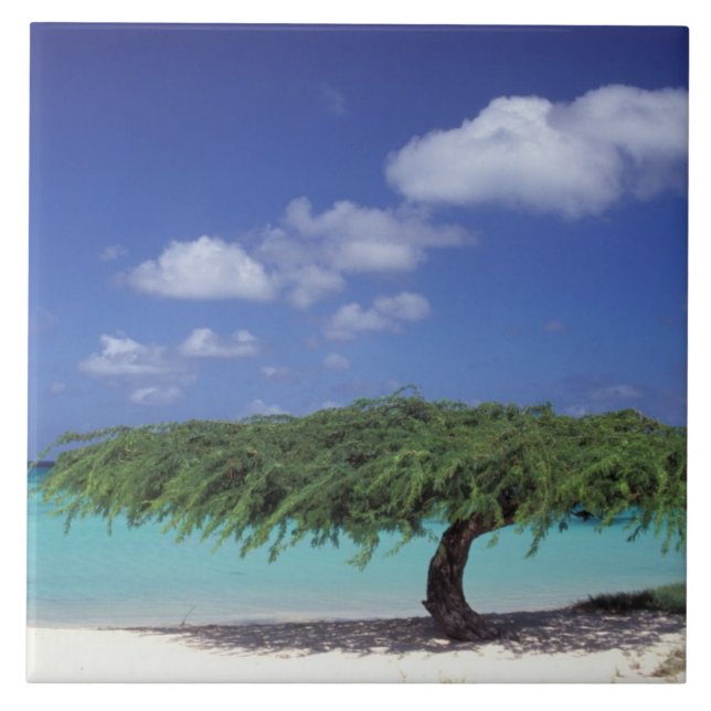 Carreau Caraïbes, Aruba. Plage Eagle (Devant)