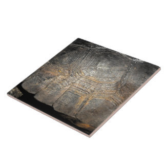 Carreau Carapace de Tortue Gopher