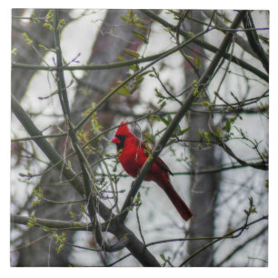Carreau Cardinal