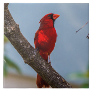 Carreau Cardinal Cardinal Ceramic Art Tile
