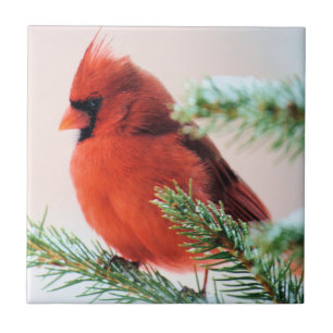 Carreau Cardinal dans le sapin épousseté par neige