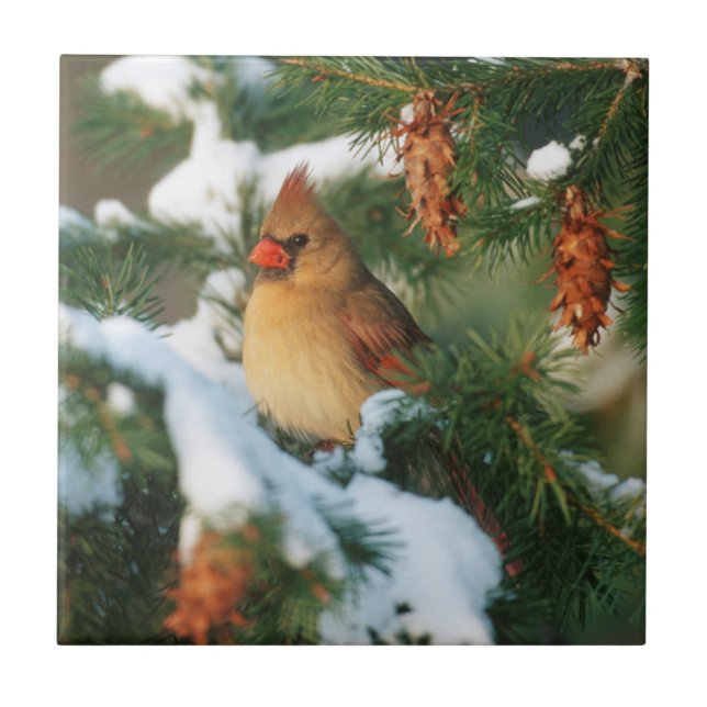 Carreau Cardinal du Nord dans un arbre, Illinois (Devant)