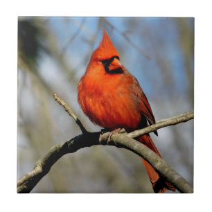 Carreau Cardinal ensoleillé