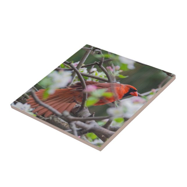 Carreau Cardinal masculin au printemps (Côté)