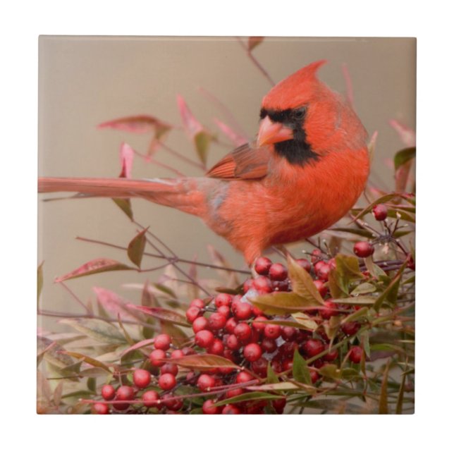 Carreau Cardinal rouge dans le Bambou céleste de Nandina (Devant)