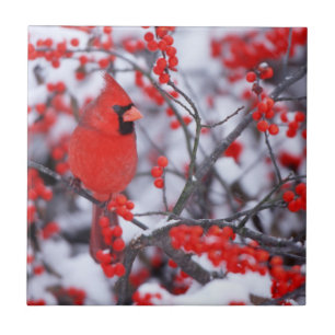 Carreau Cardinal rouge mâle, Hiver, IL