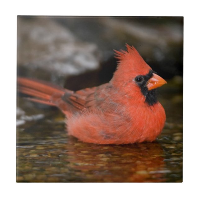 Carreau Cardinal rouge mâle se baignant (Devant)