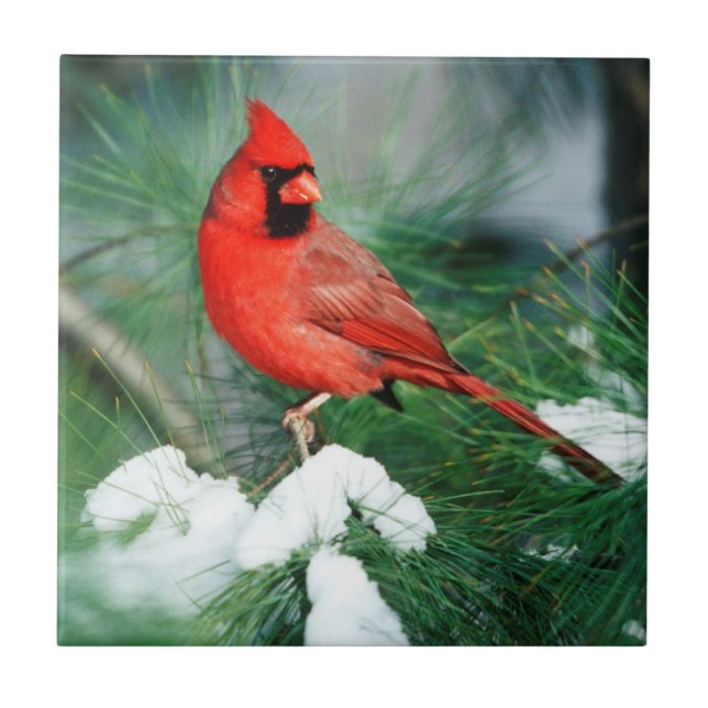 Carreau Cardinal rouge mâle sur un arbre, IL (Devant)