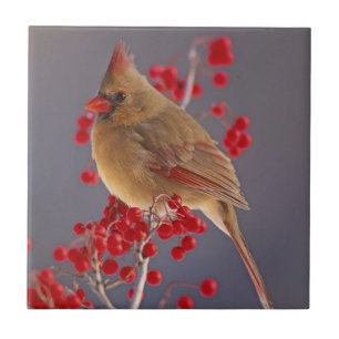 Carreau Cardinalis femelle parmi l'aubépine