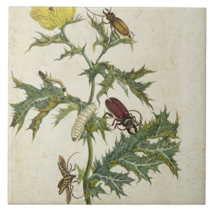Carreau Cardos Spinosus : Scarabées et chenilles, plat 6