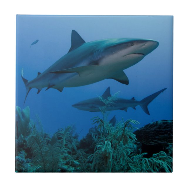 Carreau Caribbean Reef Shark (Devant)