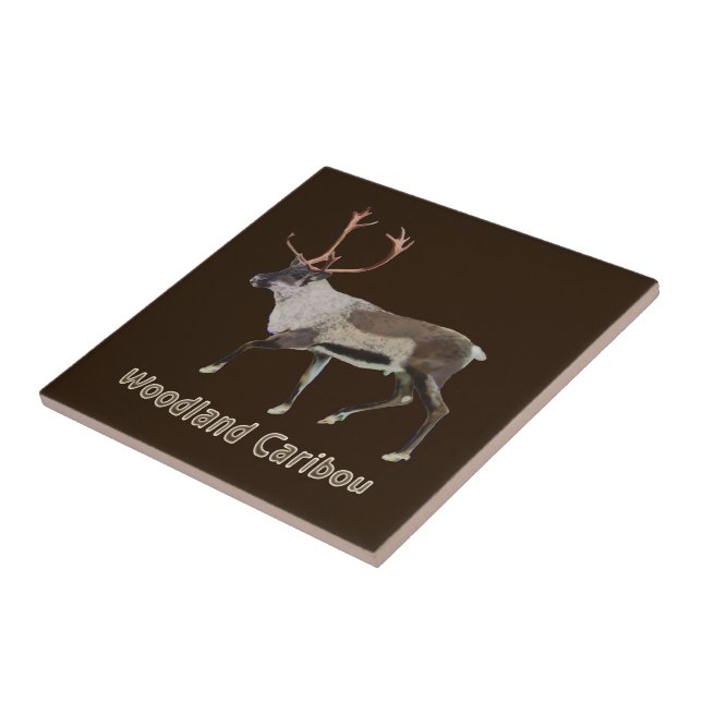 Carreau Caribou des bois (Côté)