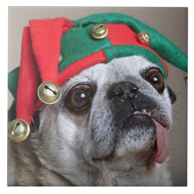 Carreau Carlin de regard drôle avec la langue traînant (Devant)