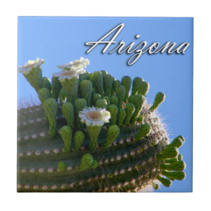 Carreau Carnegiea géante de l'Arizona en photo