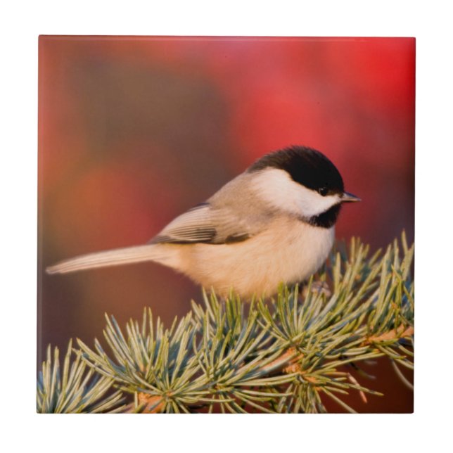 Carreau Carolina Chickadee en Cèdre Blue Atlas (Devant)