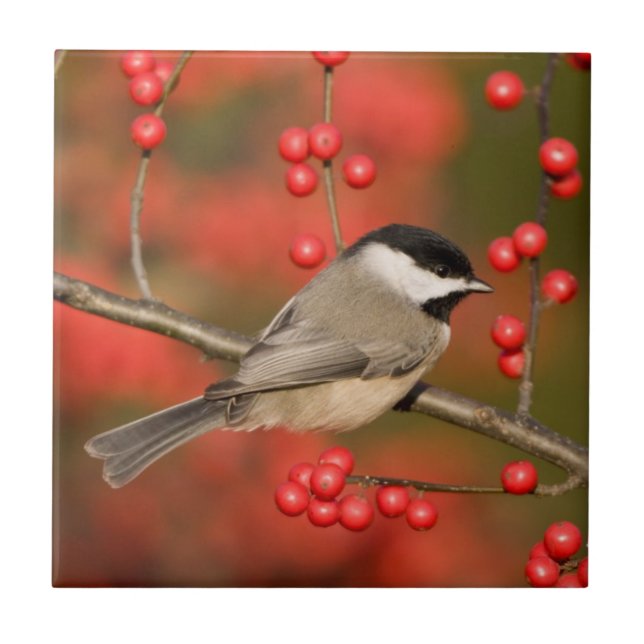 Carreau Carolina Chickadee on Common Winterberry Bush (Devant)