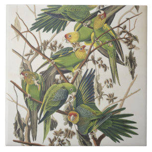 Carreau Carolina Parakeet, de 'Birds of America', 1829
