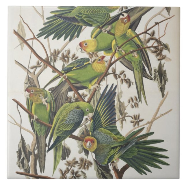 Carreau Carolina Parakeet, de 'Birds of America', 1829 (Devant)