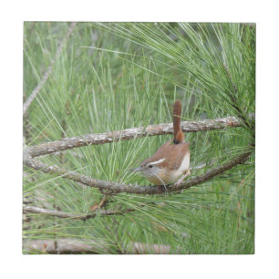 Carreau Carolina Wren in Pine Tree