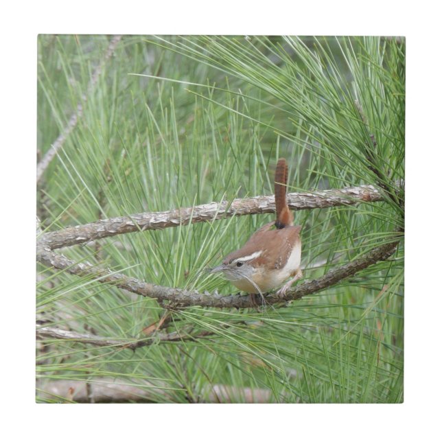 Carreau Carolina Wren in Pine Tree (Devant)