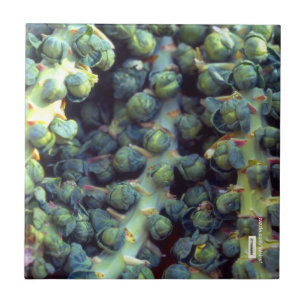 Carreau Carrelage alimentaire