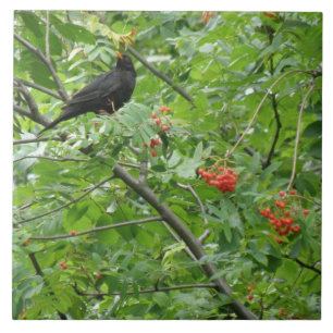 Carreau Carrelage Blackbird et Berries