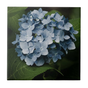 Carreau Carrelage Blue Hydrangea 8515