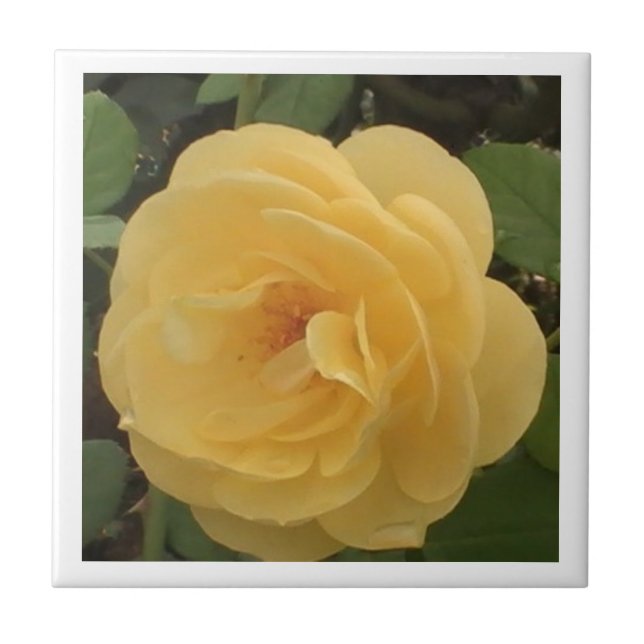 Carreau Carrelage Camellia jaune (Devant)