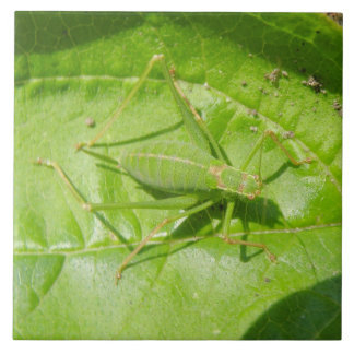 Carreau Carrelage Camouflage de cricket vert