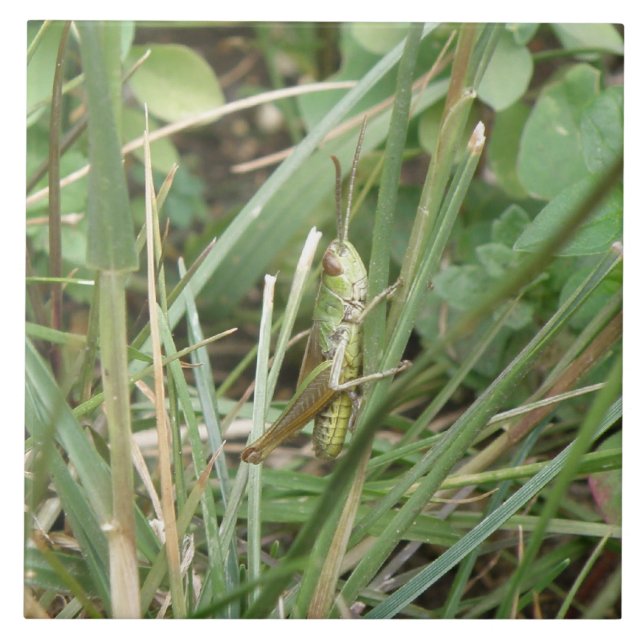 Carreau Carrelage Camouflage Grasshopper (Devant)